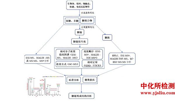 糖类质谱分析