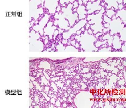 小鼠脓毒症肺损伤模型测定