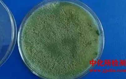 菌种、抗生素敏感性检测